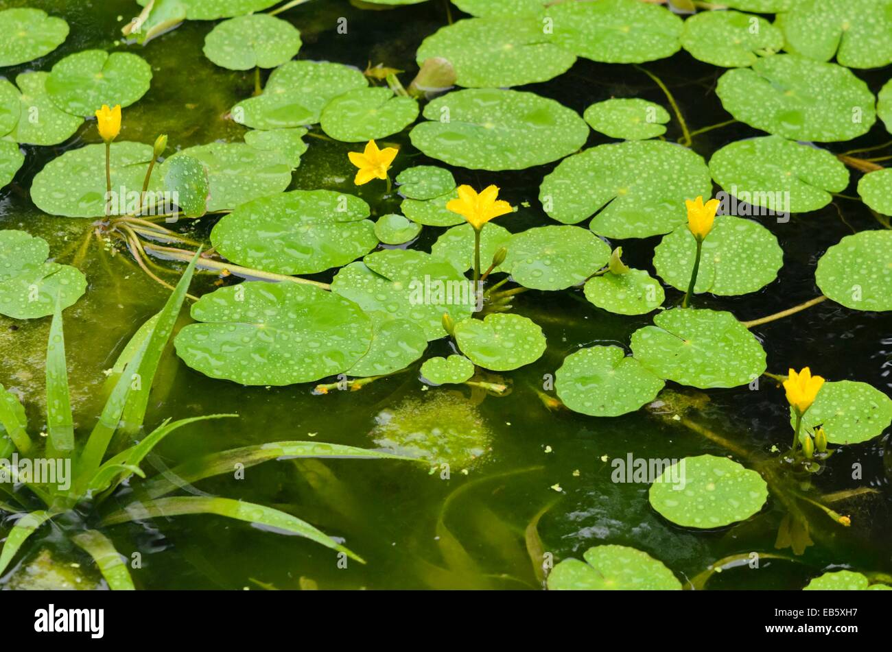 Fringed water lily (Nymphoides peltata) and water soldier (Stratiotes aloides) Stock Photo