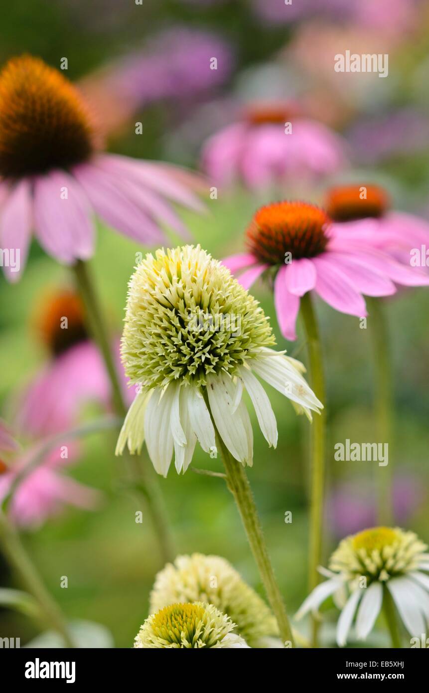 Purple cone flower (Echinacea purpurea 'Milkshake' Stock Photo Alamy