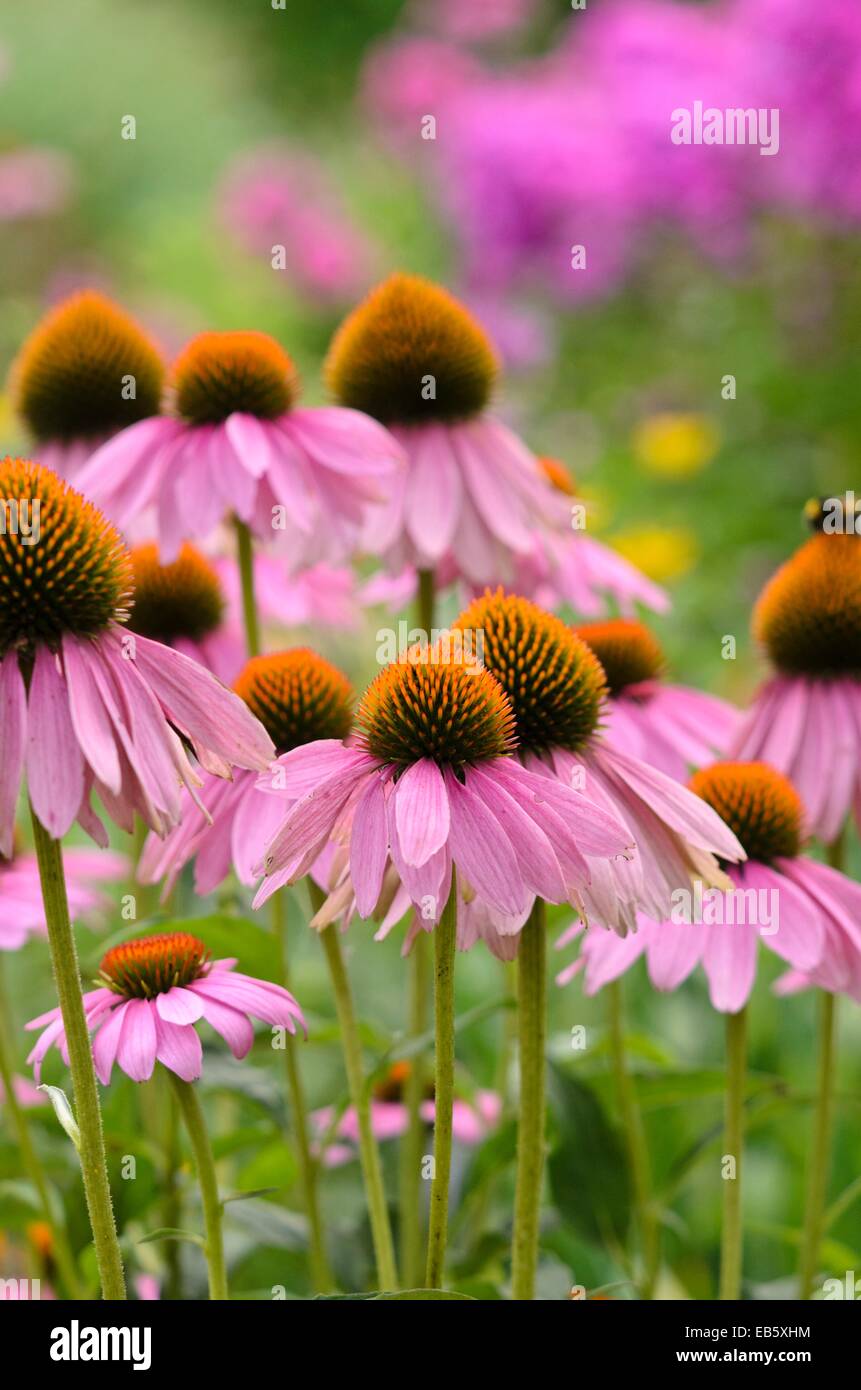 Purple cone flower (Echinacea purpurea Stock Photo Alamy