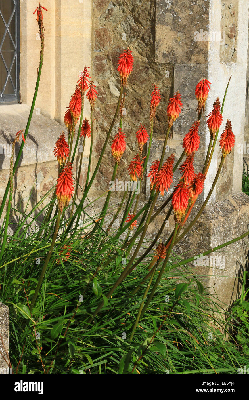 Red Hot Poker is a perennial that can remain in the same spot for several years. It is important that the soil is well-drained. Stock Photo