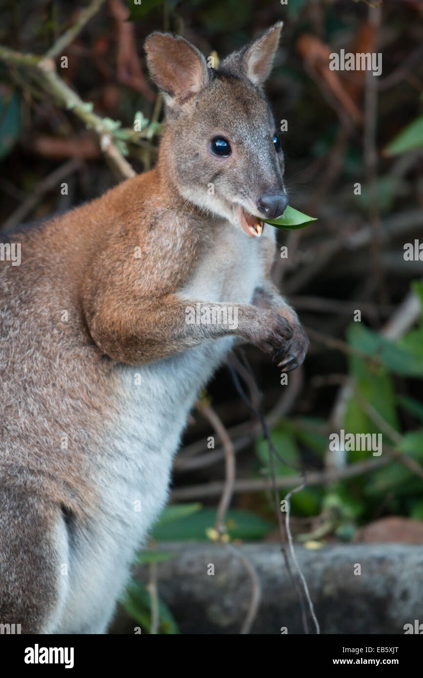 Red-necked Pademelon (Thylogale thetis) Stock Photo