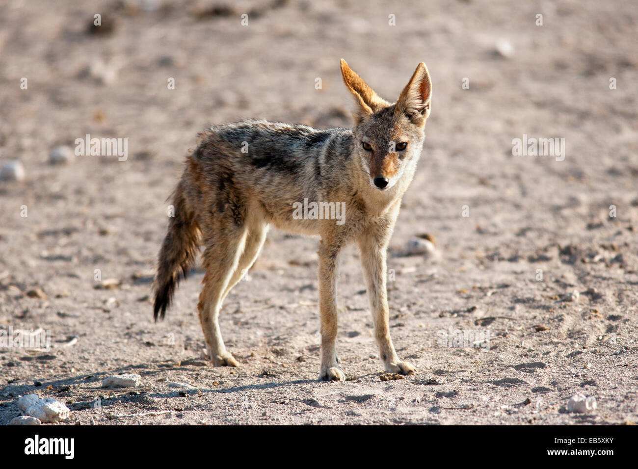 Black-backed Jackal (Canis mesomelas) - Etosha National Park - Namibia, Africa Stock Photo