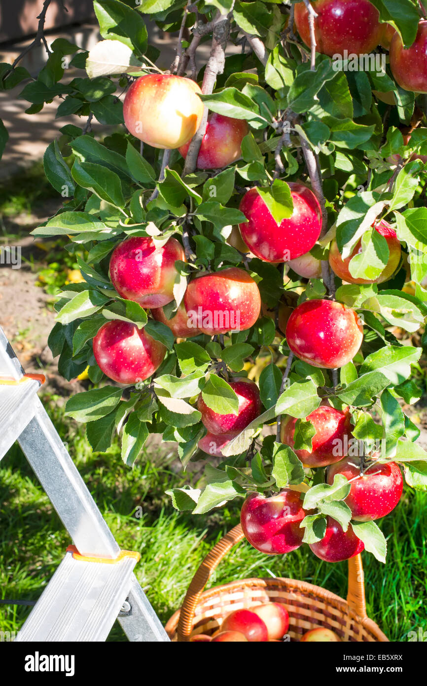 Reds ripe apples on apple tree and plucked in the basket Stock Photo