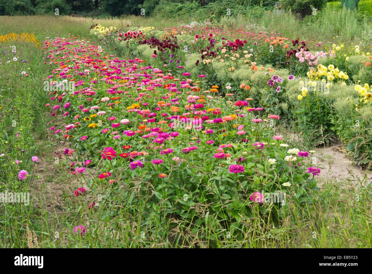 Zinnias (Zinnia) and dahlias (Dahlia Stock Photo Alamy