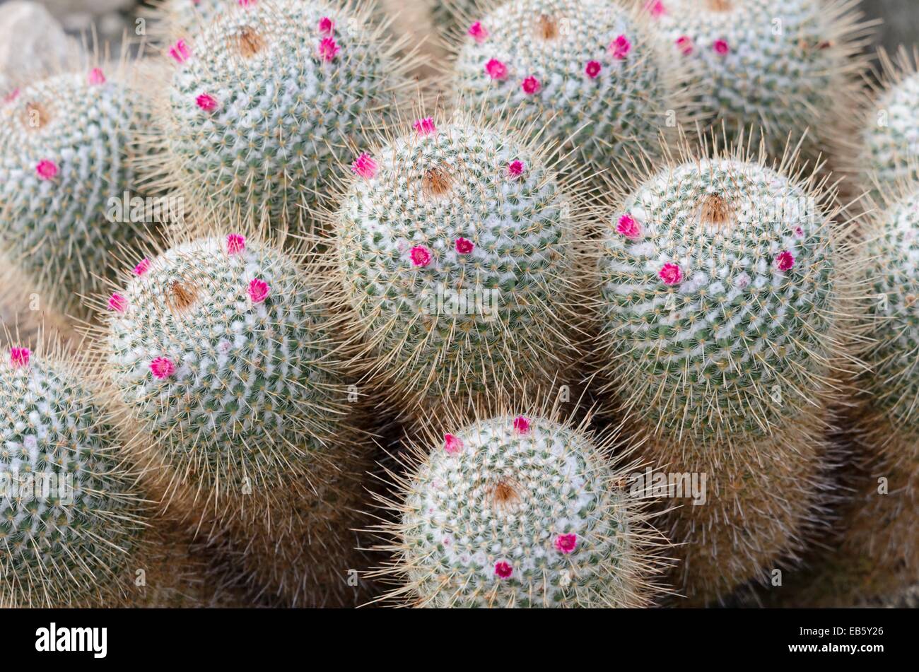 Nipple cactus (Mammillaria geminispina) Stock Photo