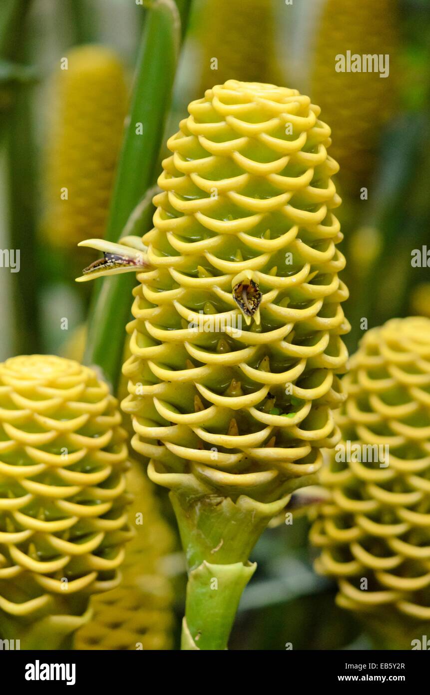 Beehive ginger (Zingiber spectabilis) Stock Photo