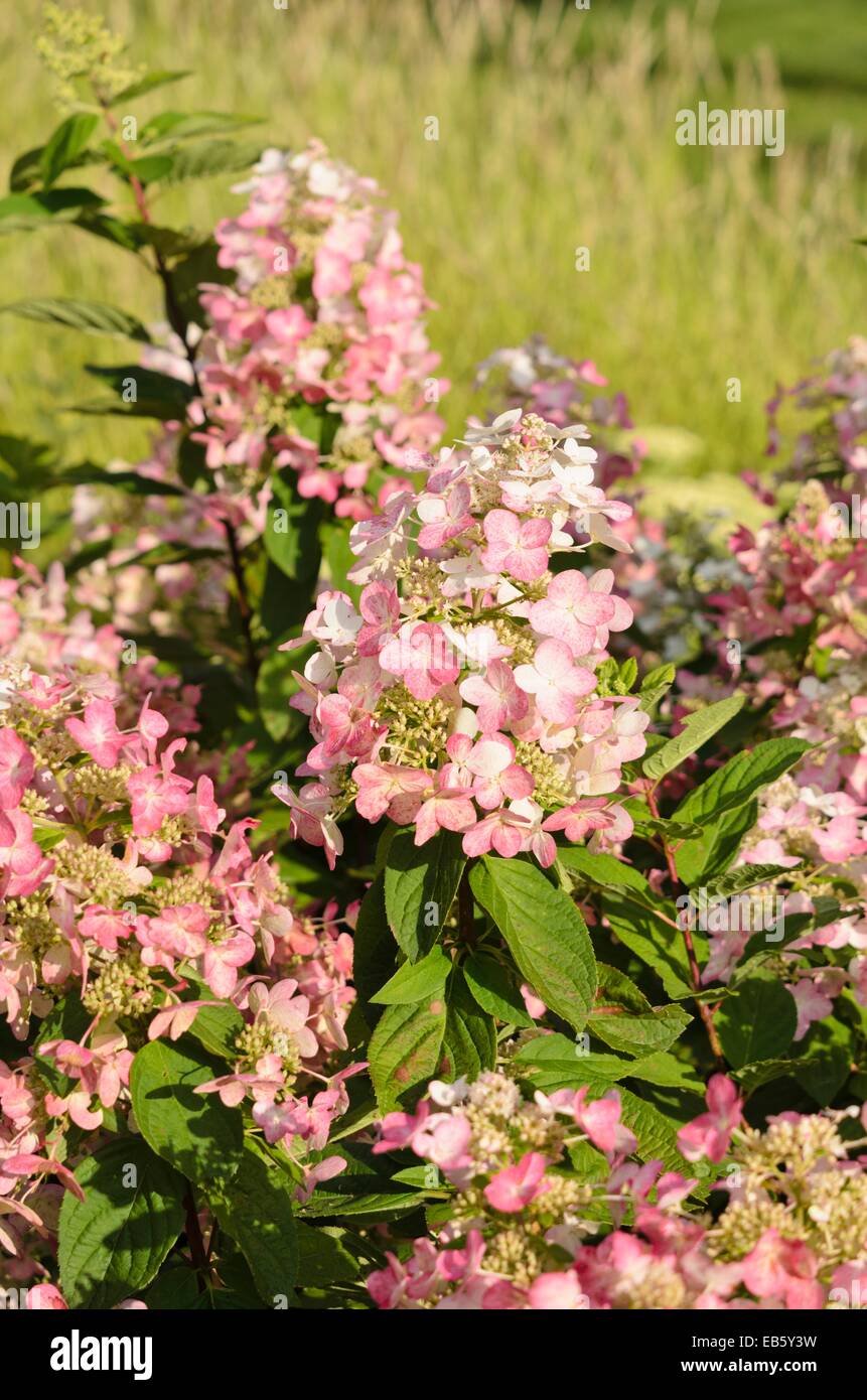 Panicle hydrangea (Hydrangea paniculata 'Magical Flame' Stock Photo - Alamy
