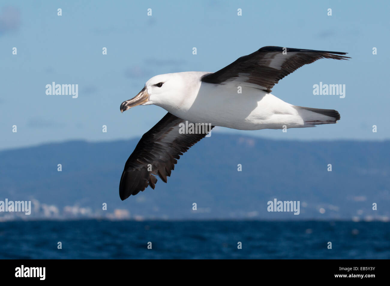 immature Black-browed Albatross (Thalassarche melanophris) in flight Stock Photo