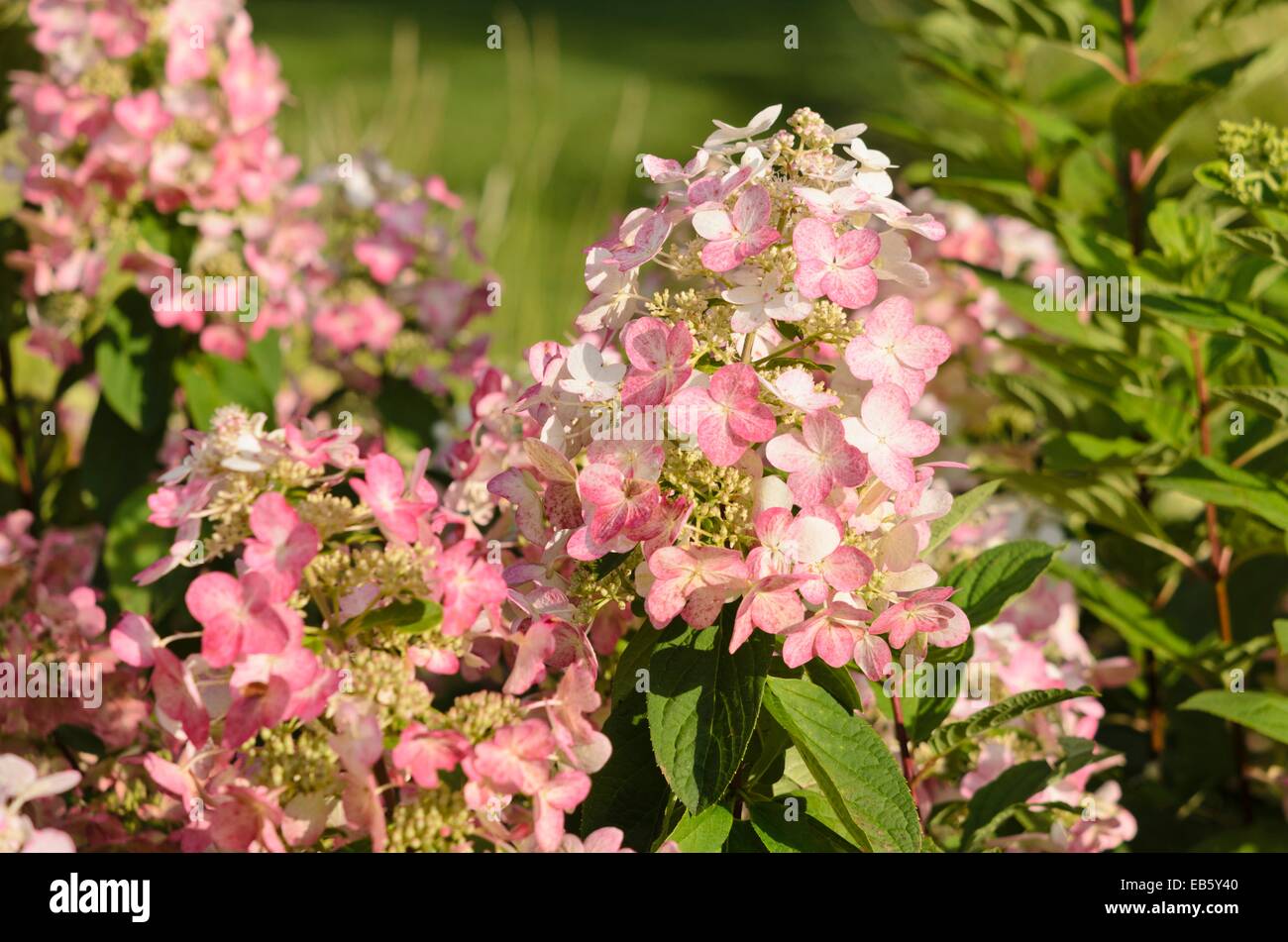 Panicle hydrangea (Hydrangea paniculata 'Magical Flame' Stock Photo - Alamy