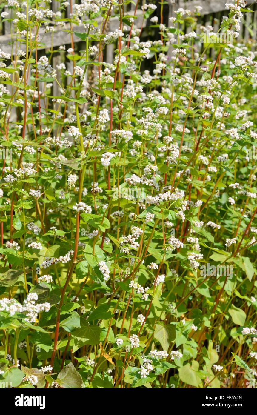 Common buckwheat (Fagopyrum esculentum) Stock Photo
