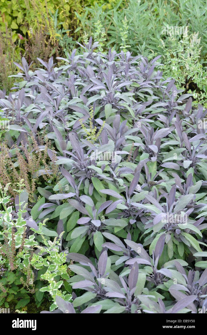 Common sage (Salvia officinalis 'Purpurascens') Stock Photo