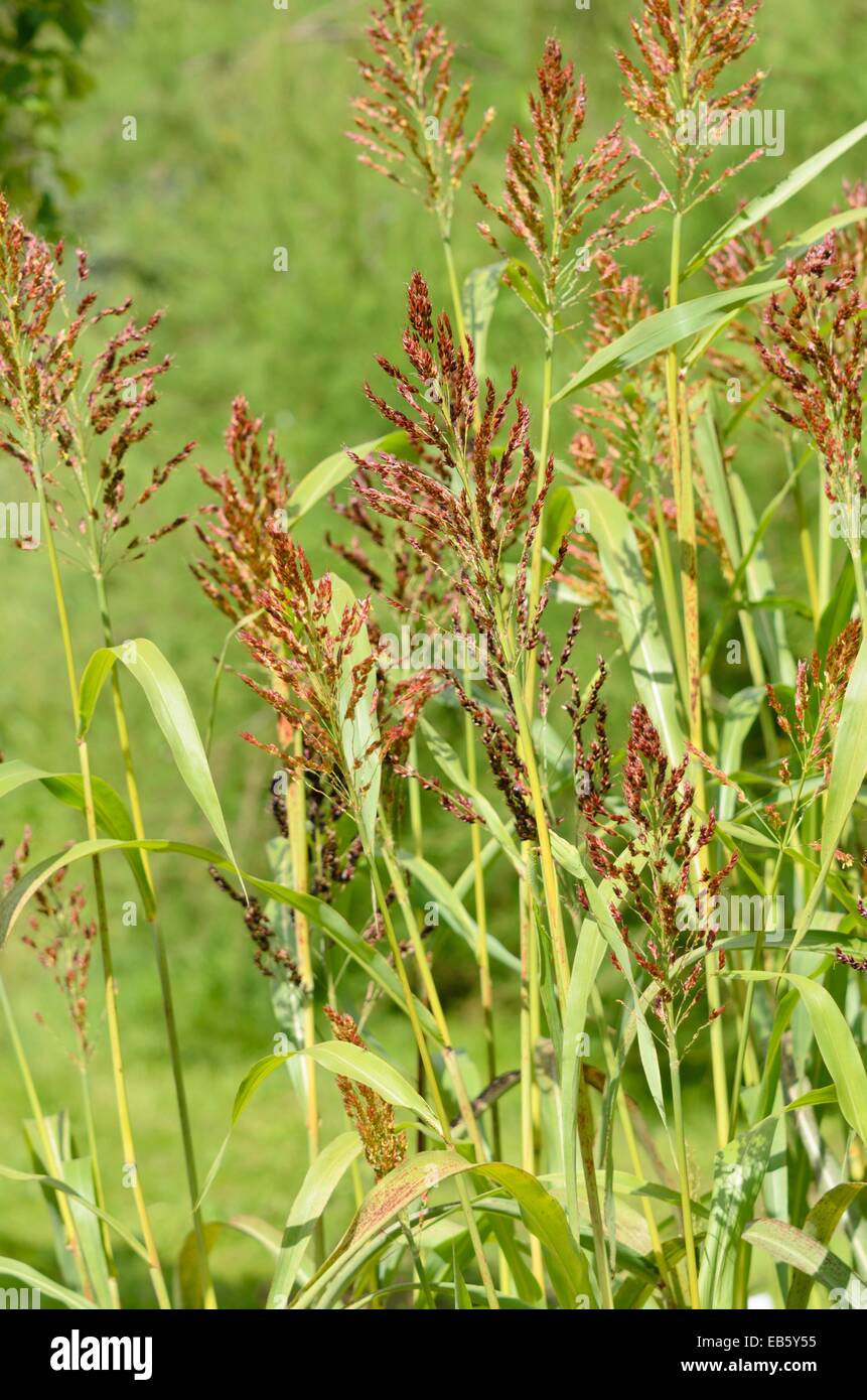 Sorghum bicolor Stock Photo