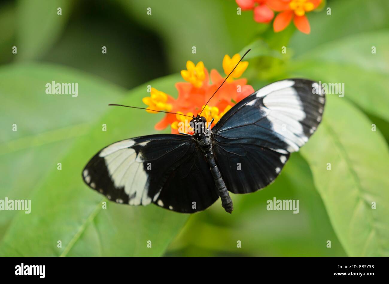 Heliconius sapho and scarlet milkweed (Asclepias curassavica) Stock Photo