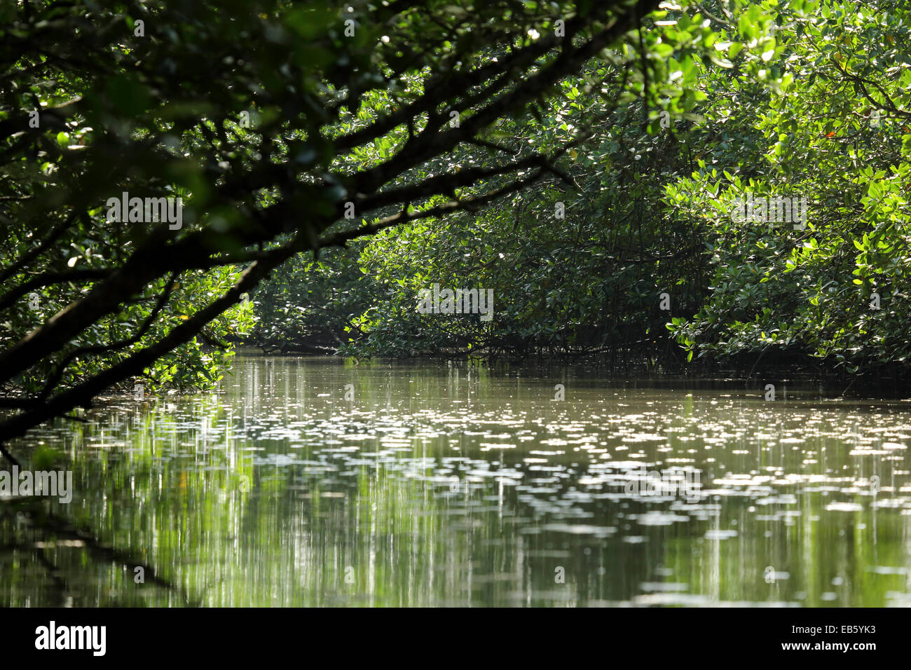 Mangrove Forest In Kelim Karst Geoforest Park On Langkawi Malaysia Stock Photo Alamy