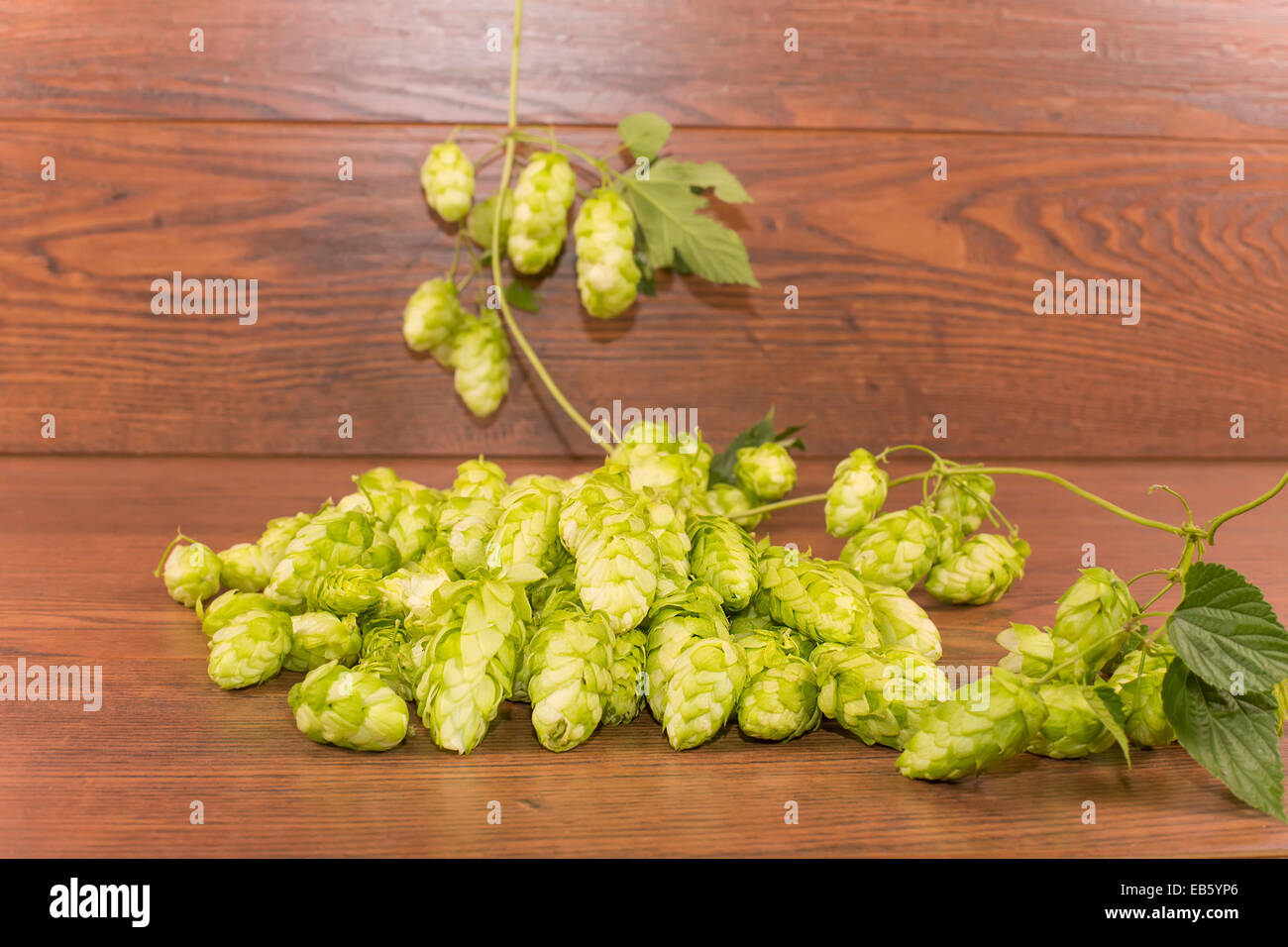 bumps or inflorescence hops ordinary Stock Photo