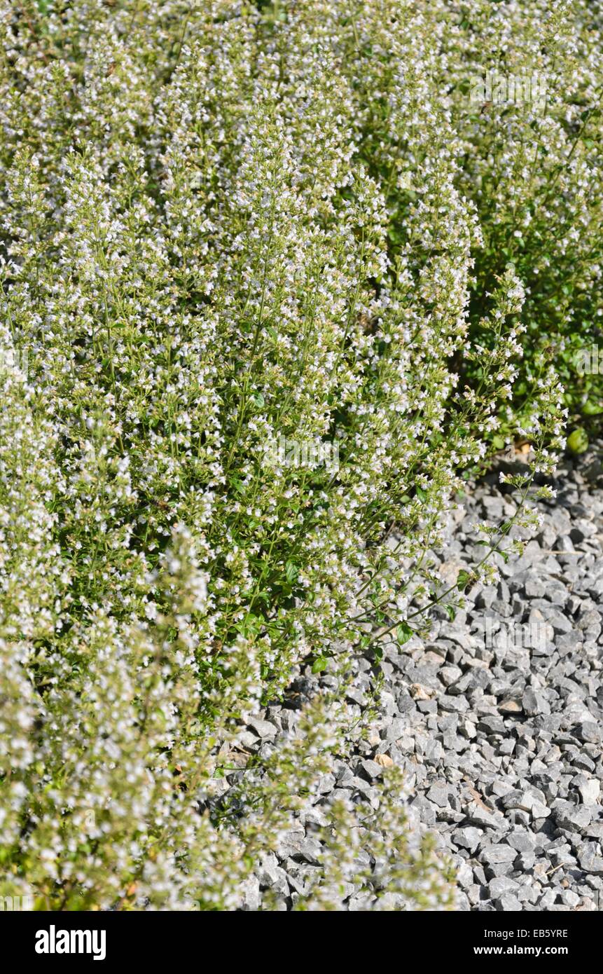 Lesser calamint (Calamintha nepeta) Stock Photo