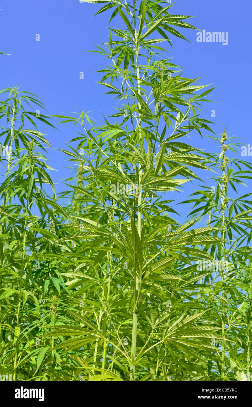 Hemp (Cannabis sativa) Stock Photo