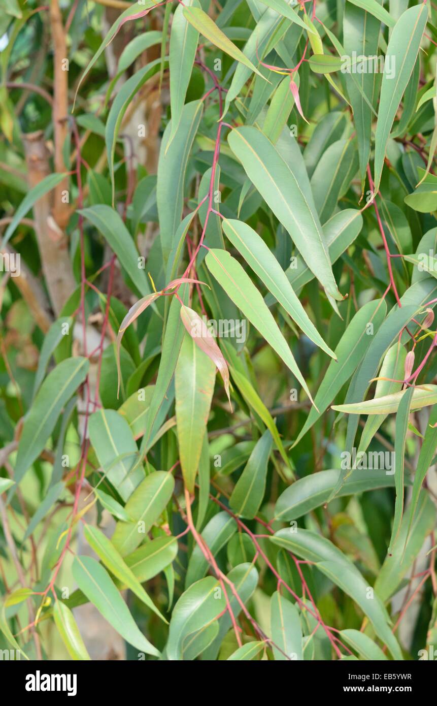Lemon-scented gum (Corymbia citriodora syn. Eucalyptus citriodora) Stock Photo