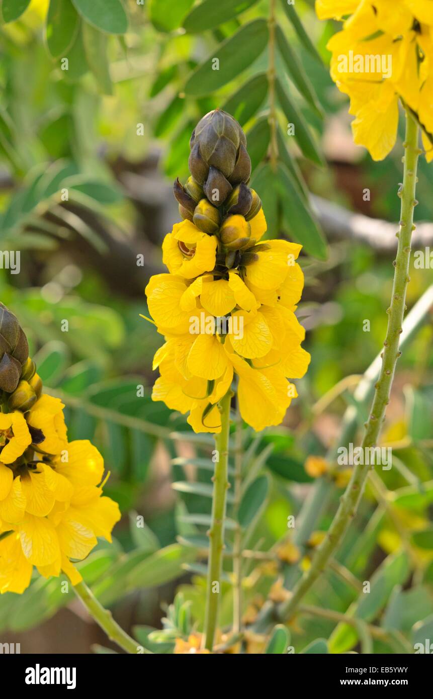 African senna (Senna didymobotrya syn. Cassia didymobotrya) Stock Photo
