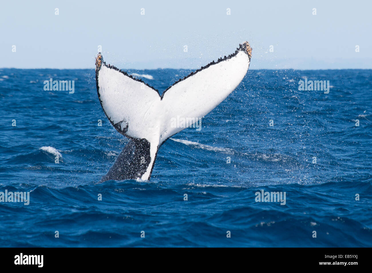 Tail flukes of a Humback Whale (Megaptera novaeangliae) Stock Photo