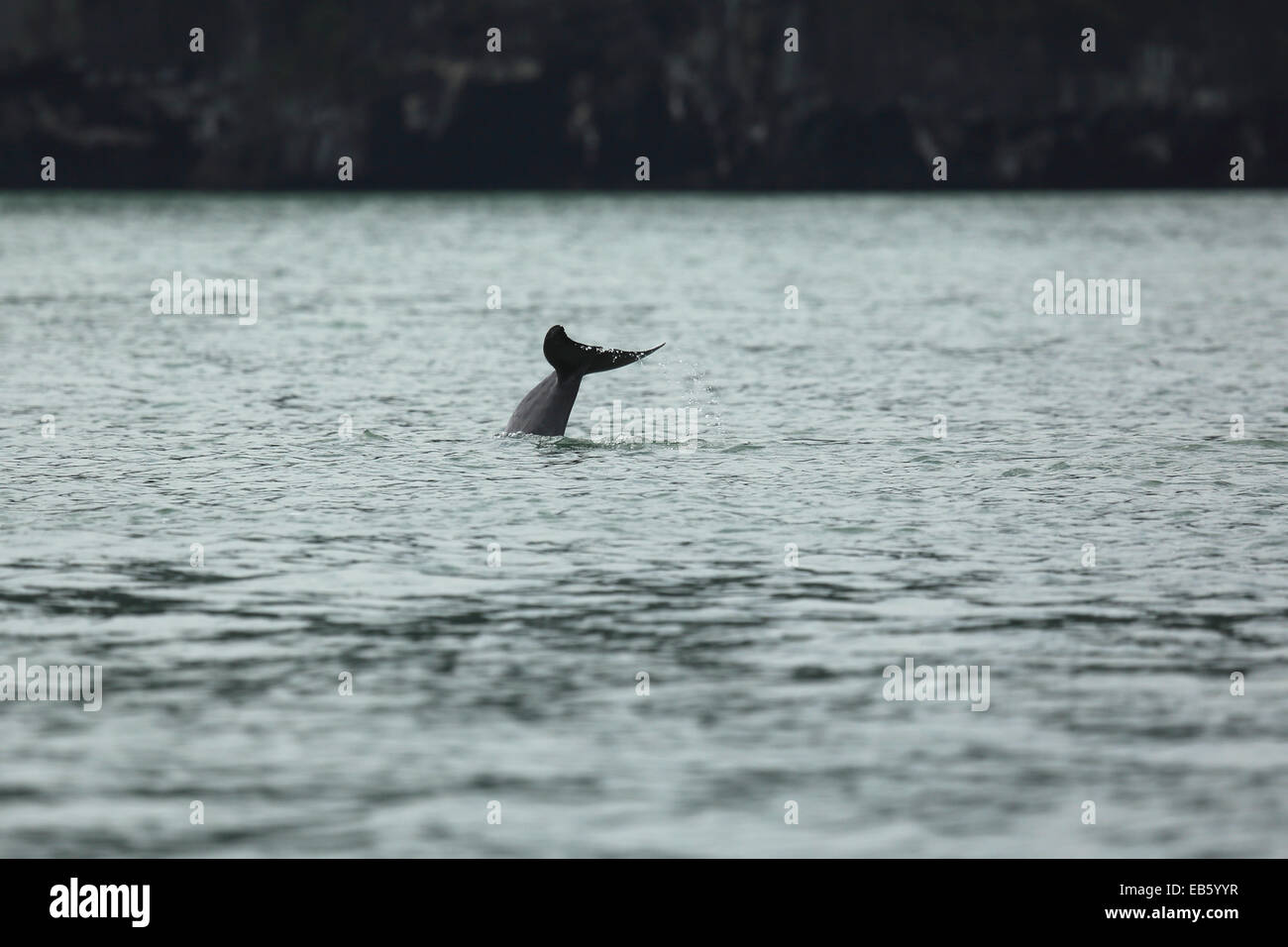 Dolphin in malay