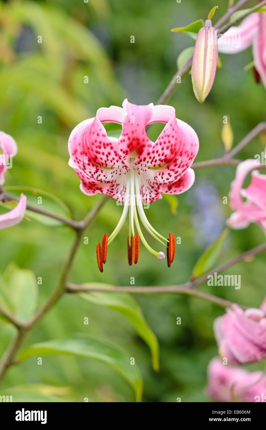 Oriental lily (Lilium speciosum 'Rubrum') Stock Photo