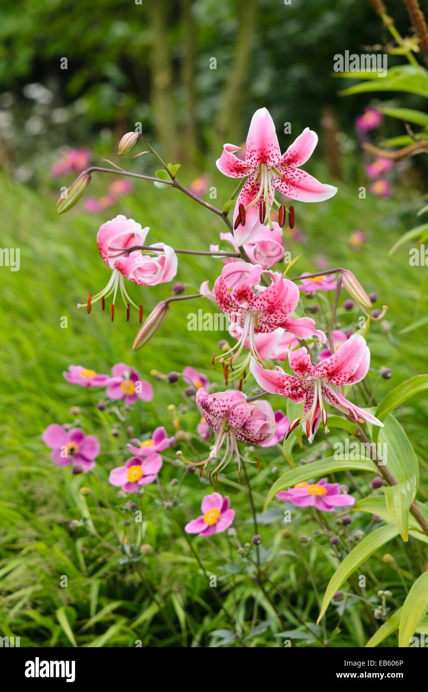 Oriental lily (Lilium speciosum 'Rubrum') and Japanese anemone (Anemone hupehensis var. japonica) Stock Photo