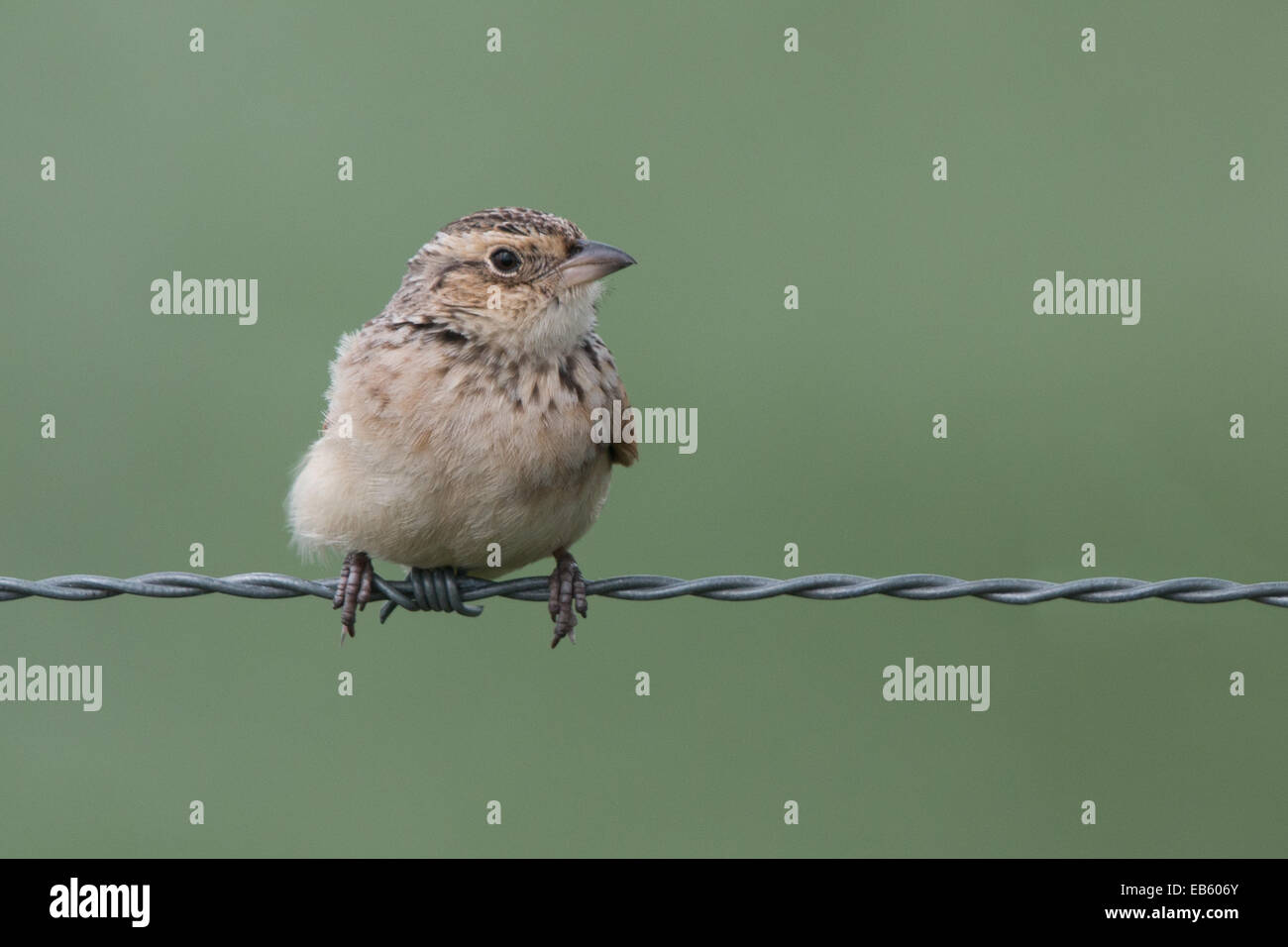 Singing Bushlark (Mirafra javanica) perched on a barbed wire Stock Photo