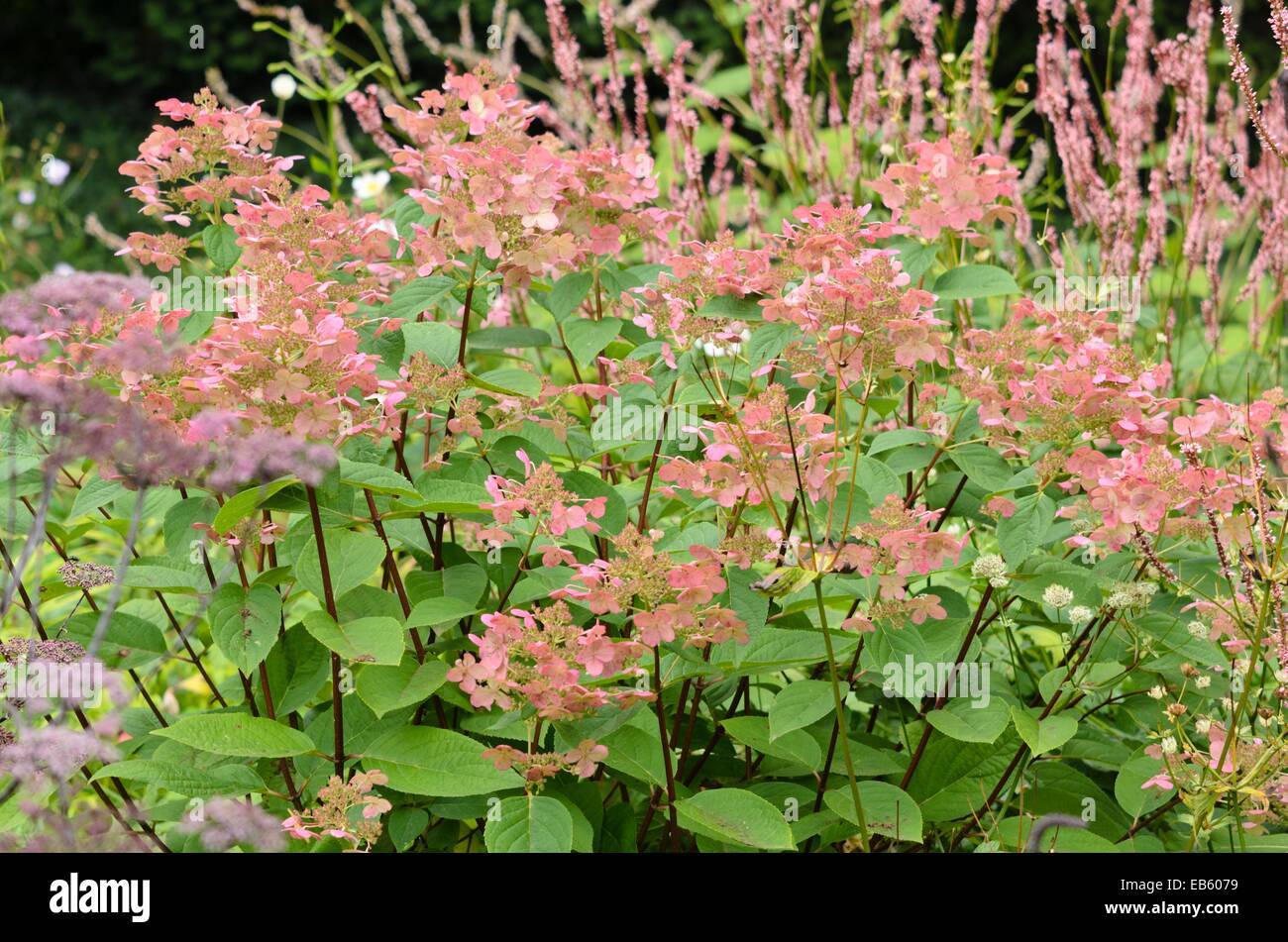 Panicle hydrangea (Hydrangea paniculata Stock Photo - Alamy