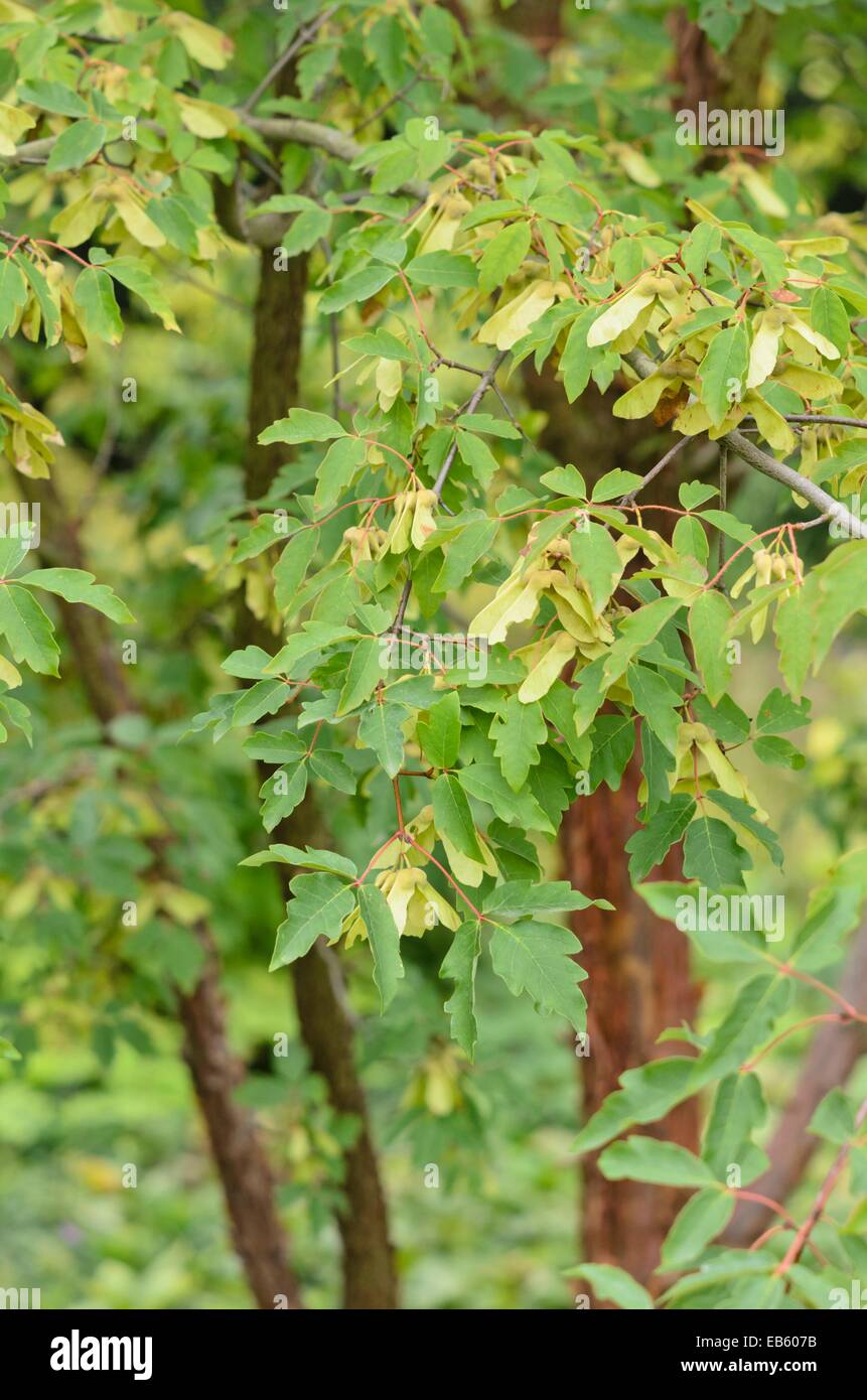 Paperbark maple (Acer griseum) Stock Photo