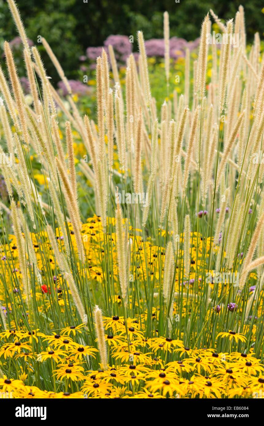 African feather grass (Pennisetum macrourum 'White Lancer') and orange cone flower (Rudbeckia fulgida) Stock Photo