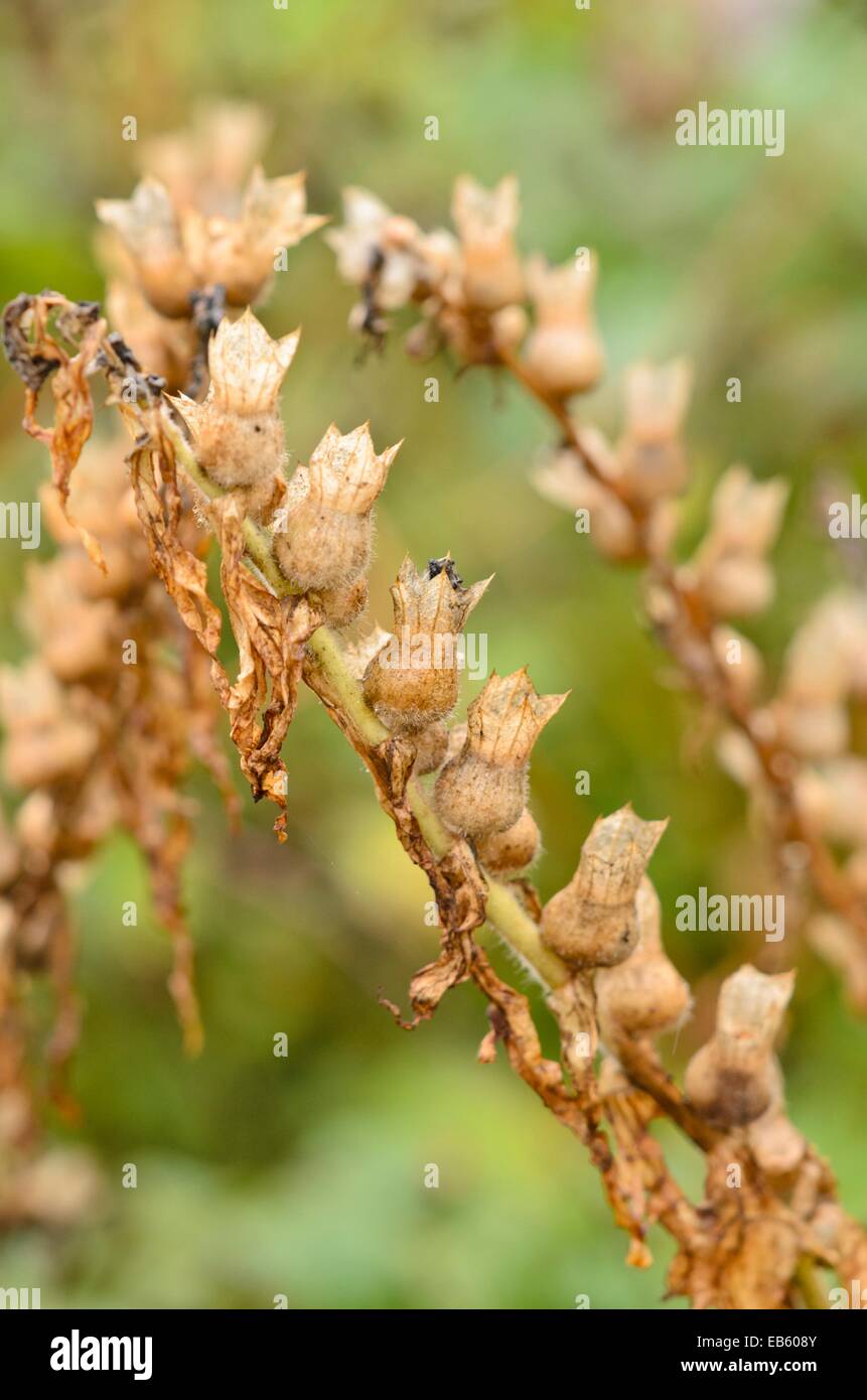 Black henbane hyoscyamus niger hi-res stock photography and images - Alamy