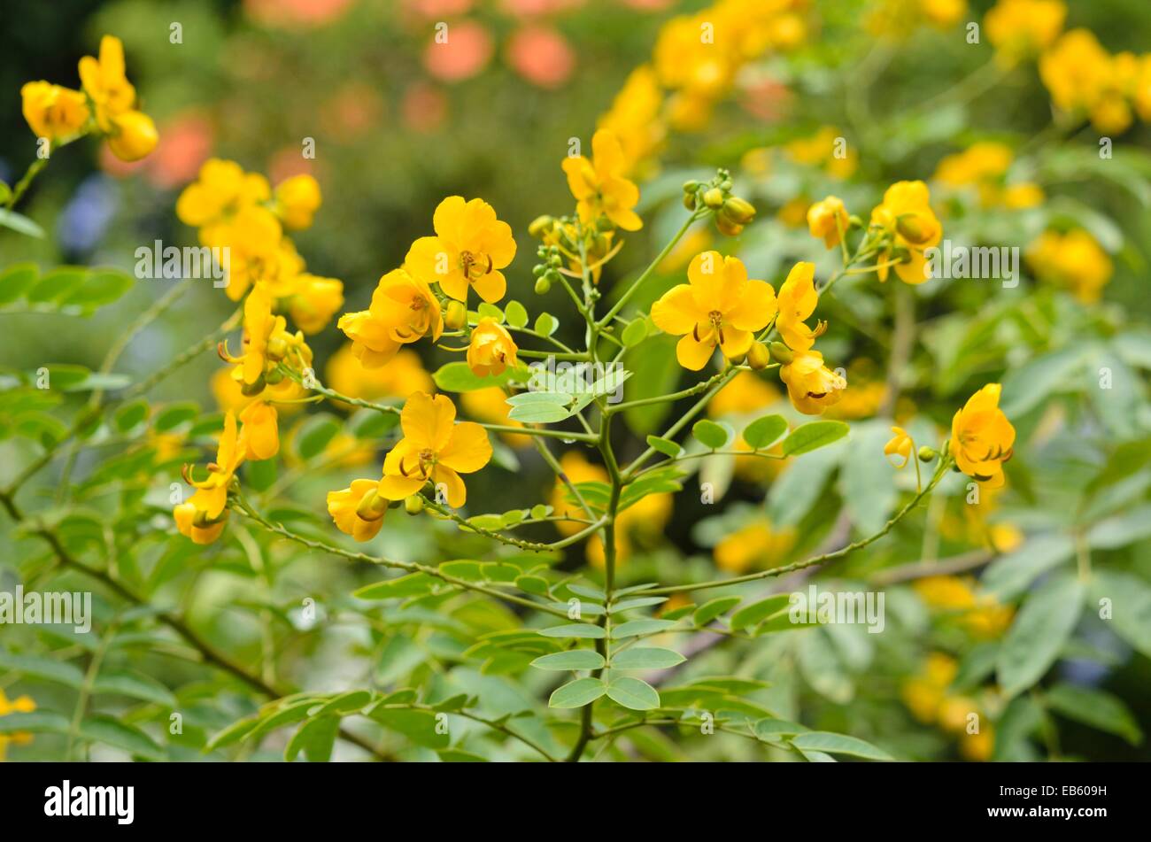 Argentine senna (Senna corymbosa syn. Cassia corymbosa) Stock Photo