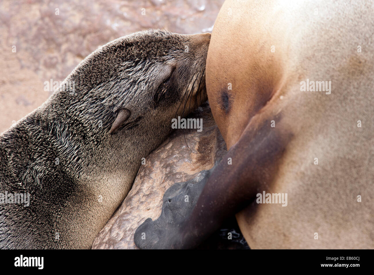 Cape Fur Seal Nursing - Cape Cross Seal Reserve - near Henties Bay, Namibia, Africa Stock Photo