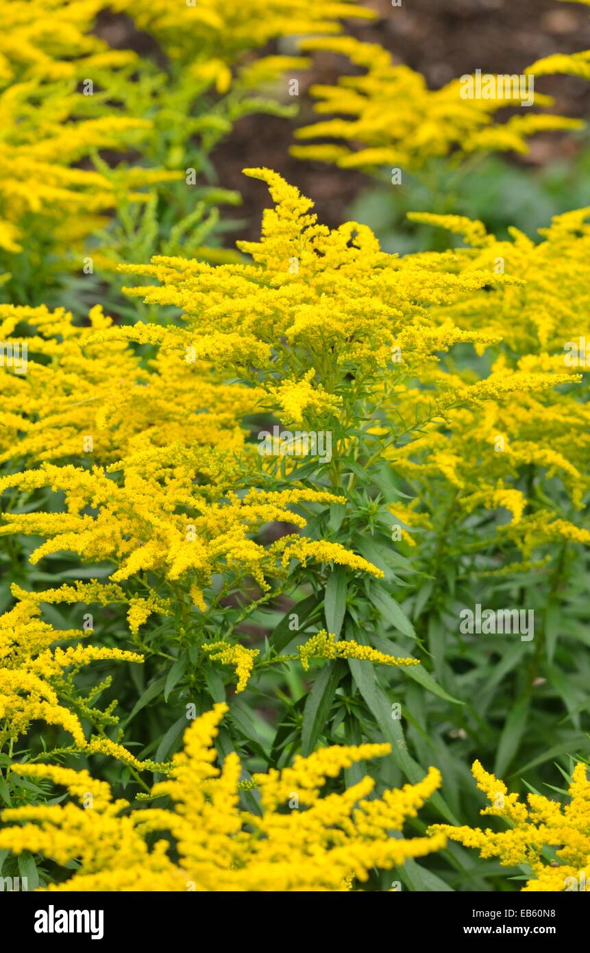 Garden goldenrod (Solidago x cultorum 'Perkeo') Stock Photo