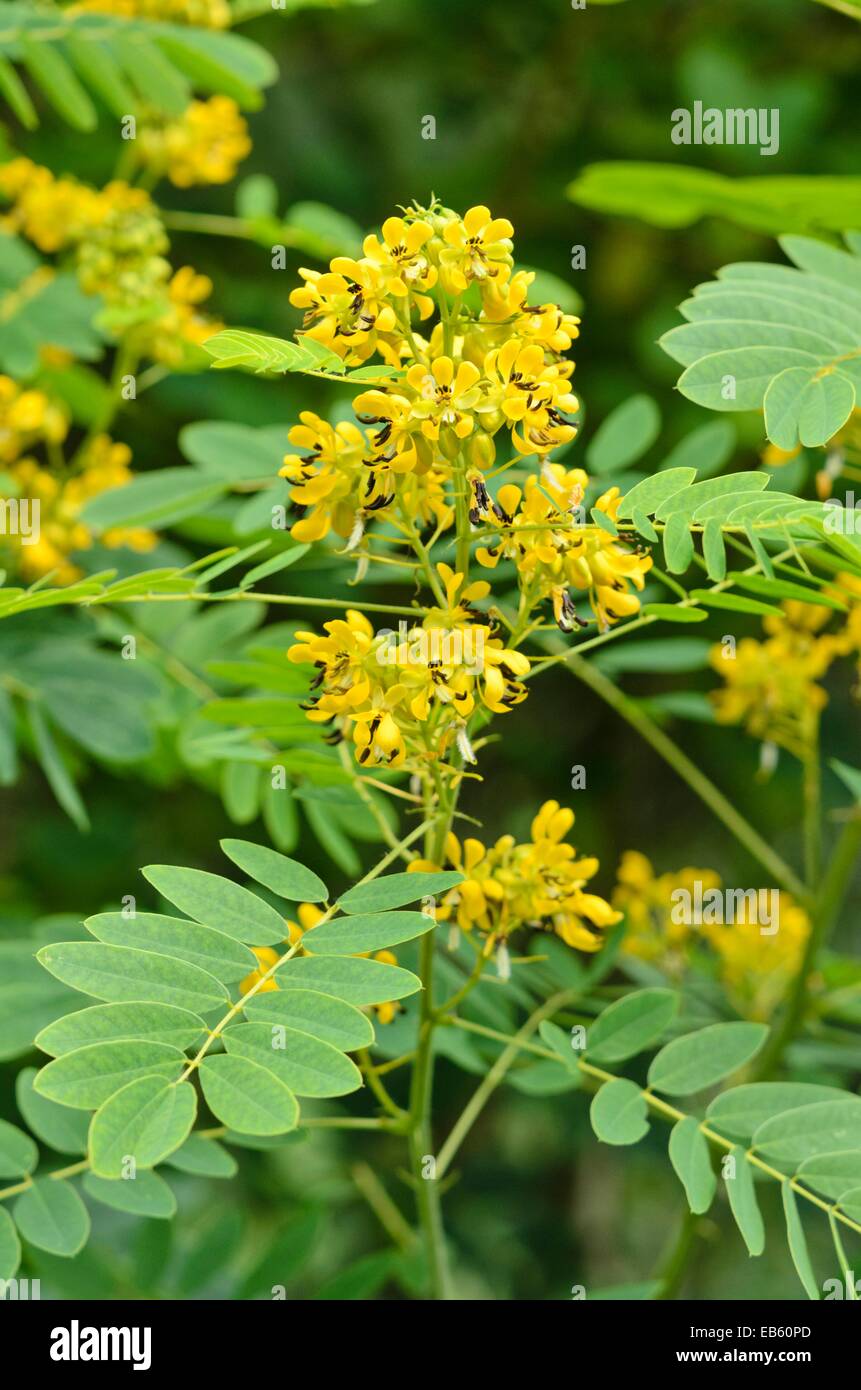 Wild senna (Senna hebecarpa syn. Cassia hebecarpa) Stock Photo