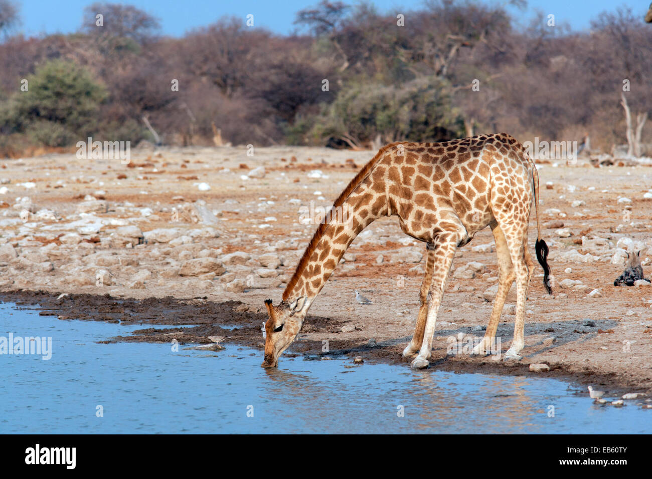 Giraffe (Giraffa camelopardalis) - Klein Namutoni Waterhole -  Etosha National Park - Namibia, Africa Stock Photo