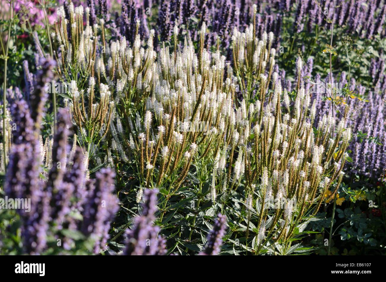 Longleaf speedwell (Pseudolysimachion longifolium 'Pink Damask' syn. Veronica longifolia 'Pink Damask') and purple giant hyssop (Agastache rugosa Stock Photo