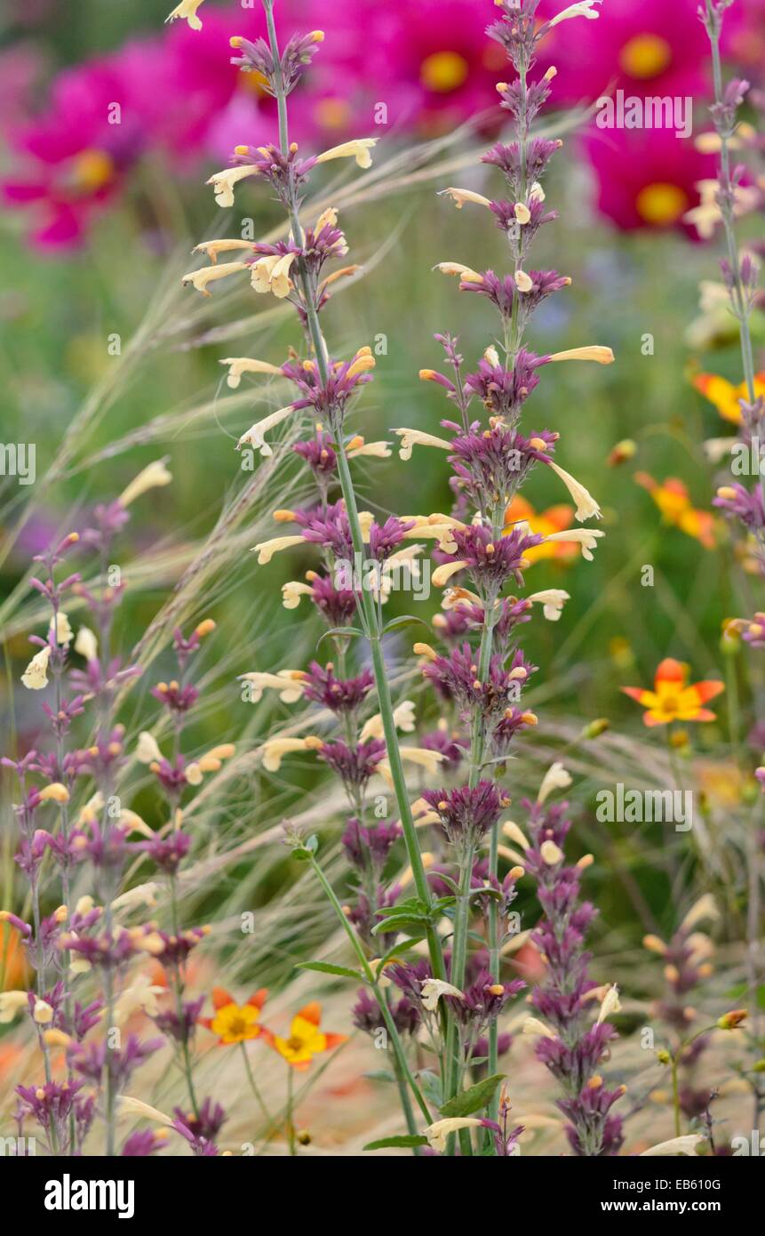 Mexican giant hyssop (Agastache Summer Glow) Stock Photo