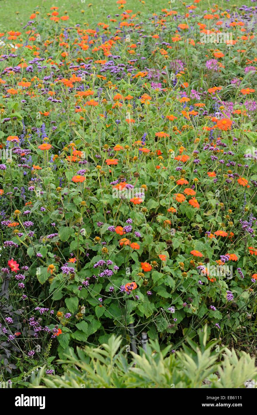 Mexican sunflower (Tithonia rotundifolia 'Gold Finger') and purpletop vervain (Verbena bonariensis) Stock Photo