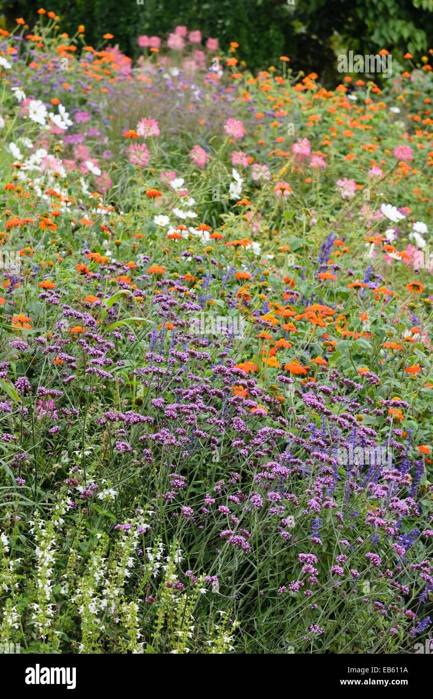 Purpletop vervain (Verbena bonariensis) and Mexican sunflower (Tithonia rotundifolia 'Gold Finger') Stock Photo