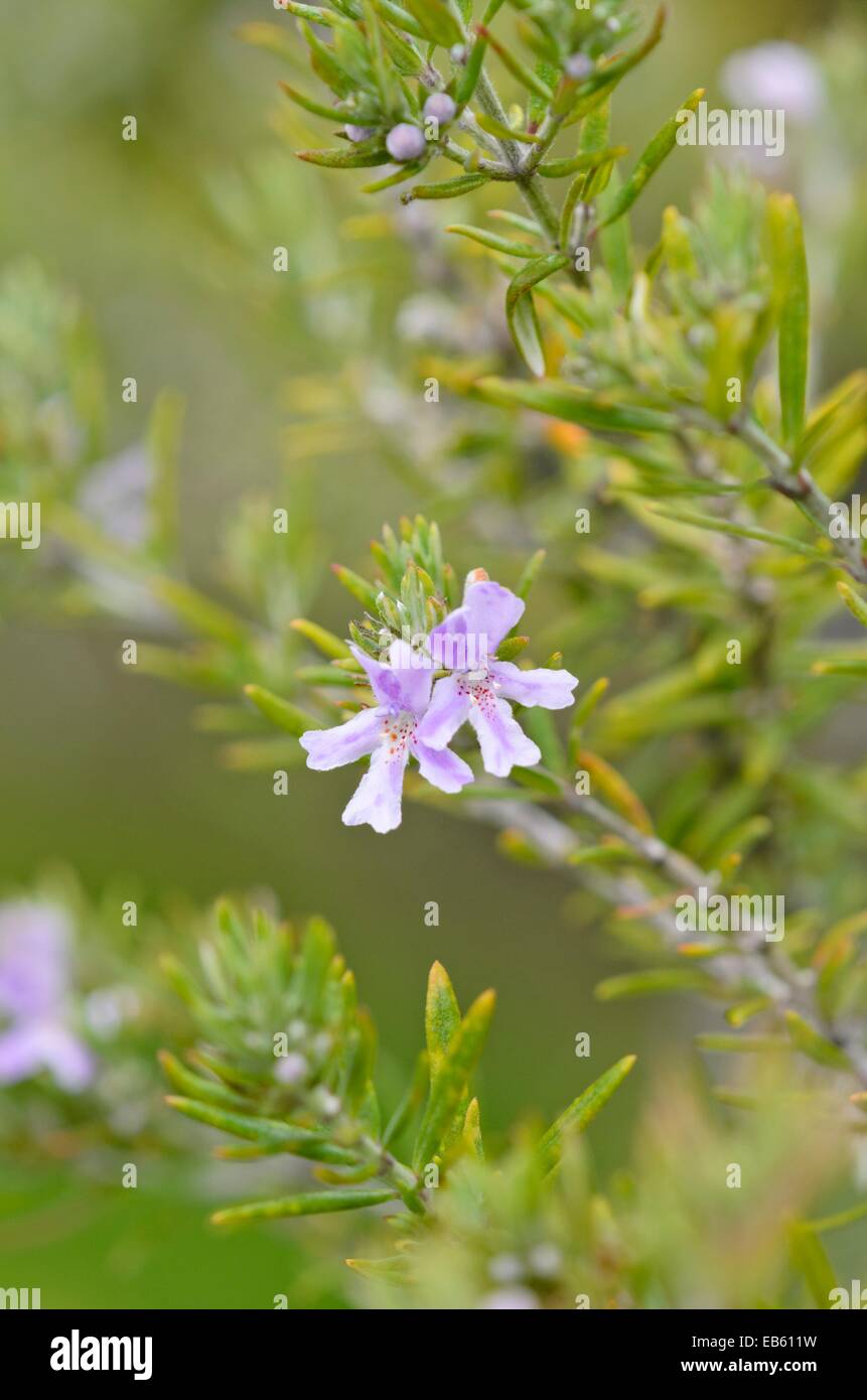 Coast rosemary (Westringia fruticosa) Stock Photo