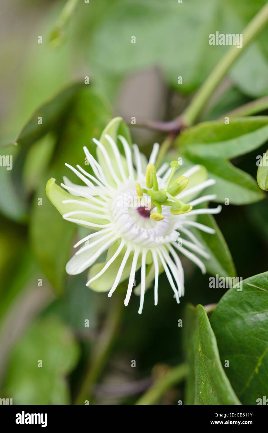 Passion flower (Passiflora tricuspis) Stock Photo