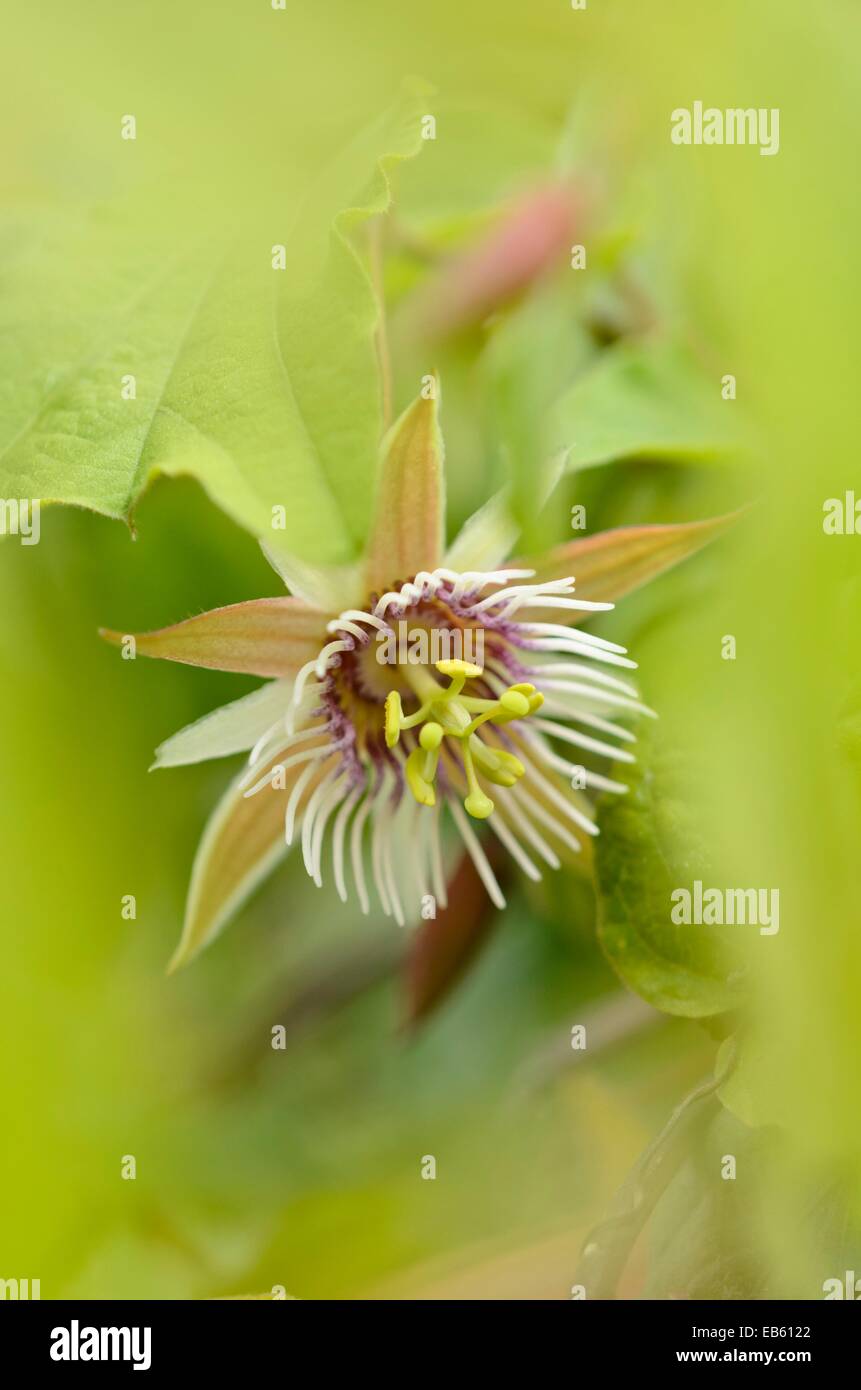 Passion flower (Passiflora quinquangularis) Stock Photo