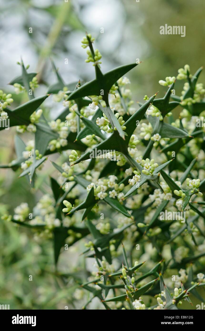 Anchor plant (Colletia paradoxa syn. Colletia cruciata) Stock Photo