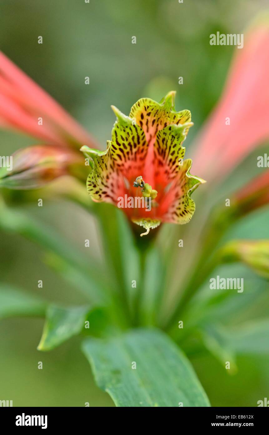 Peruvian lily (Alstroemeria brasiliensis) Stock Photo