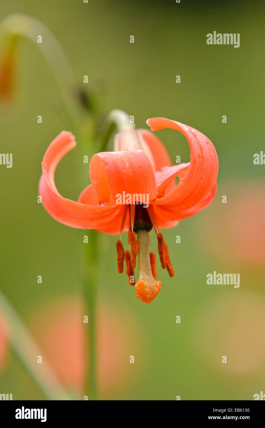 Asiatic lily (Lilium callosum) Stock Photo
