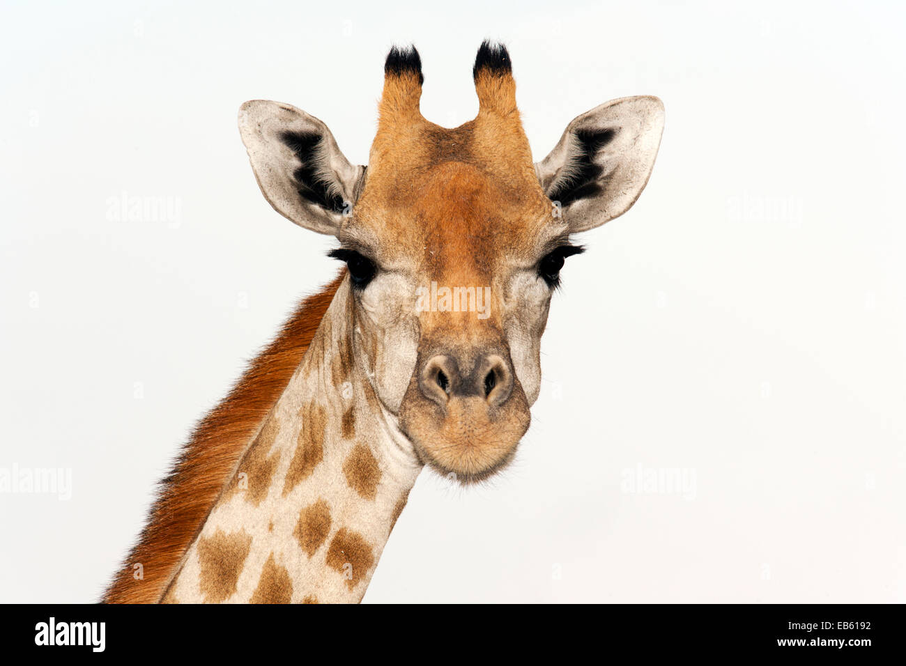Giraffe (Giraffa camelopardalis) - Etosha National Park - Namibia, Africa Stock Photo