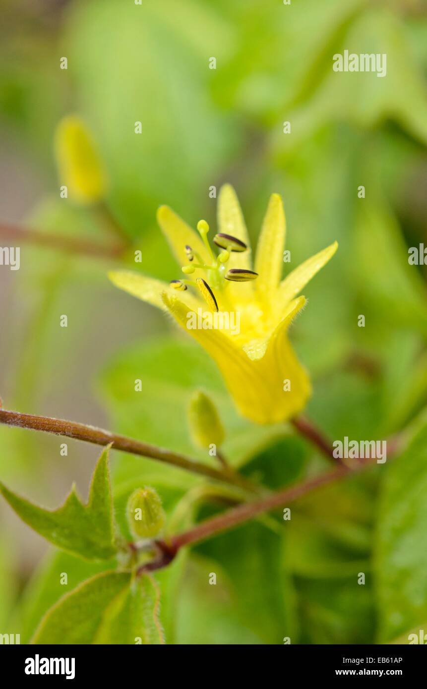 Citrus-yellow passion flower (Passiflora citrina) Stock Photo