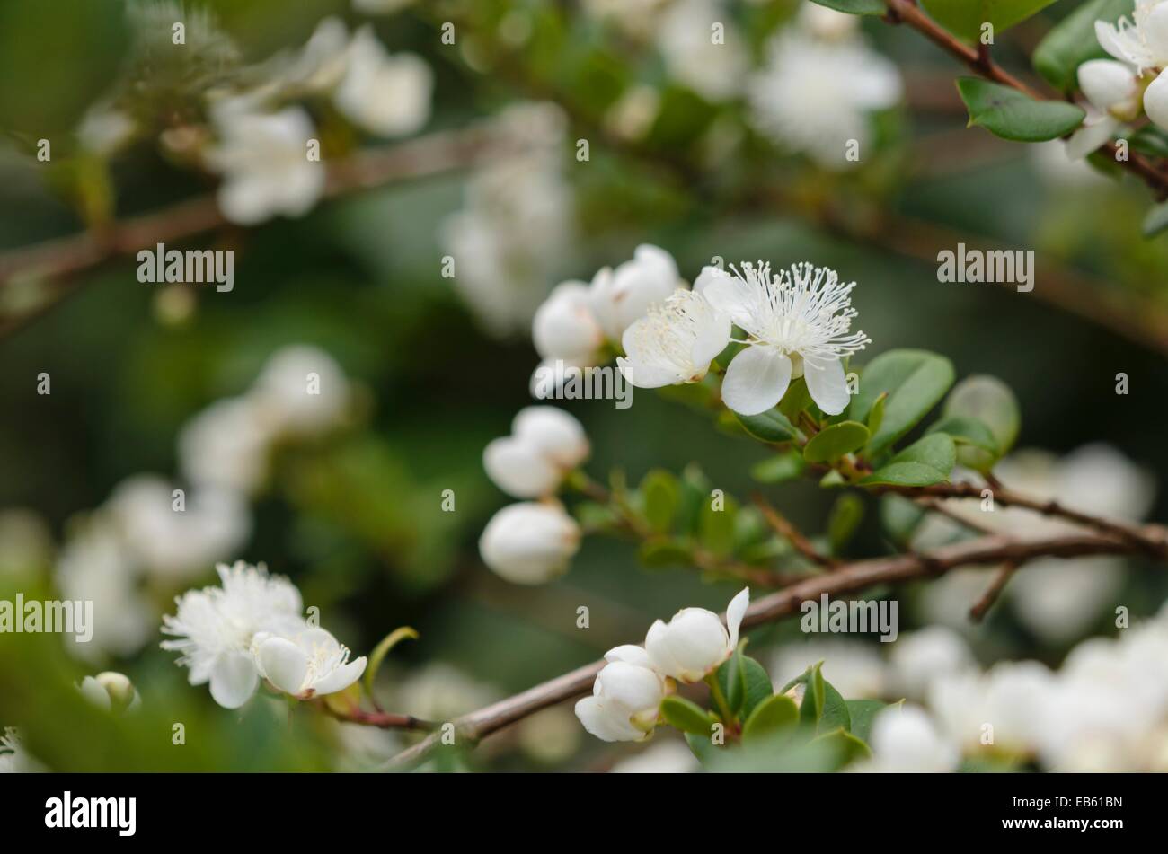 Chilean myrtle (Luma apiculata) Stock Photo